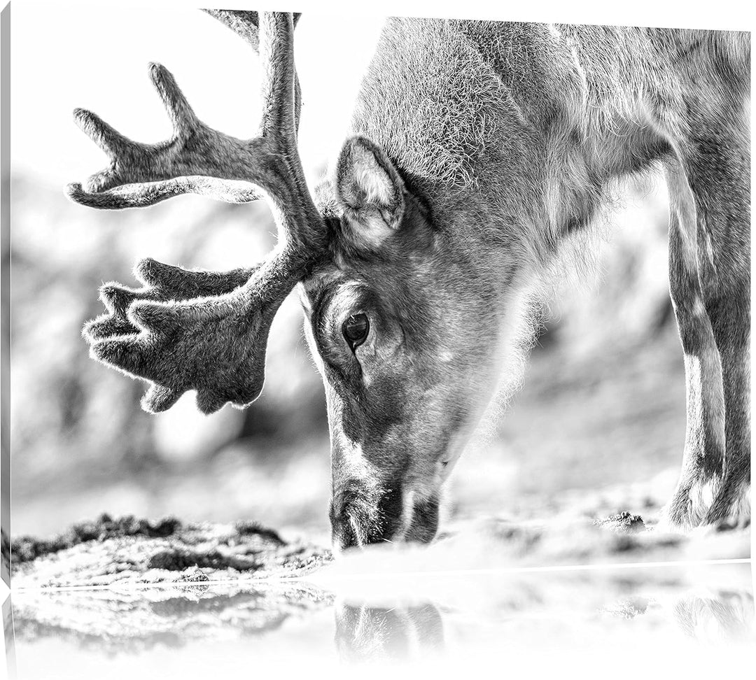Pixxprint süsses Rentier beim Essen Kunst B&W als Leinwandbild/Grösse: 100x70 cm/Wandbild/Kunstdruck