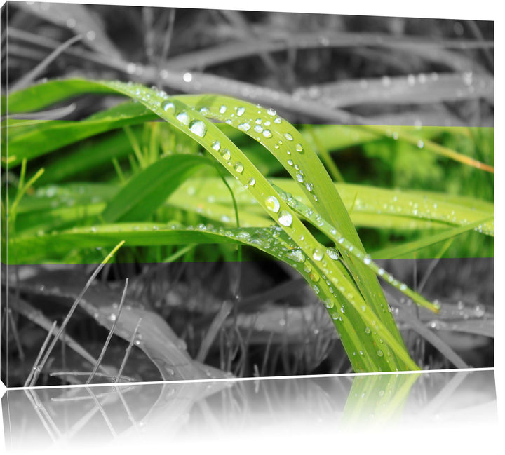 Grashalme im Morgentau schwarz/weiss Format: 100x70 auf Leinwand, XXL riesige Bilder fertig gerahmt