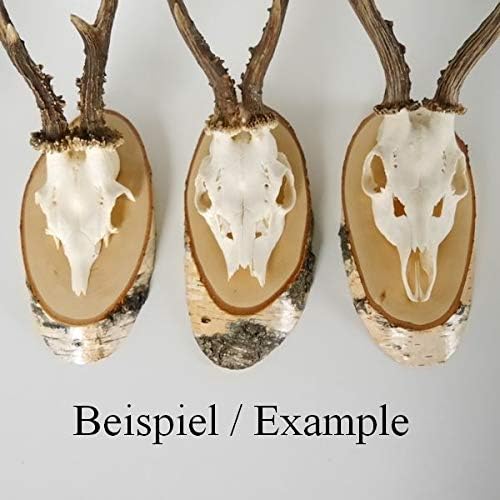 3 Stück Birke Schilder Trophäenschilder REH Rehbock Geweih Baumscheibe Baumschild Natur Holz modern