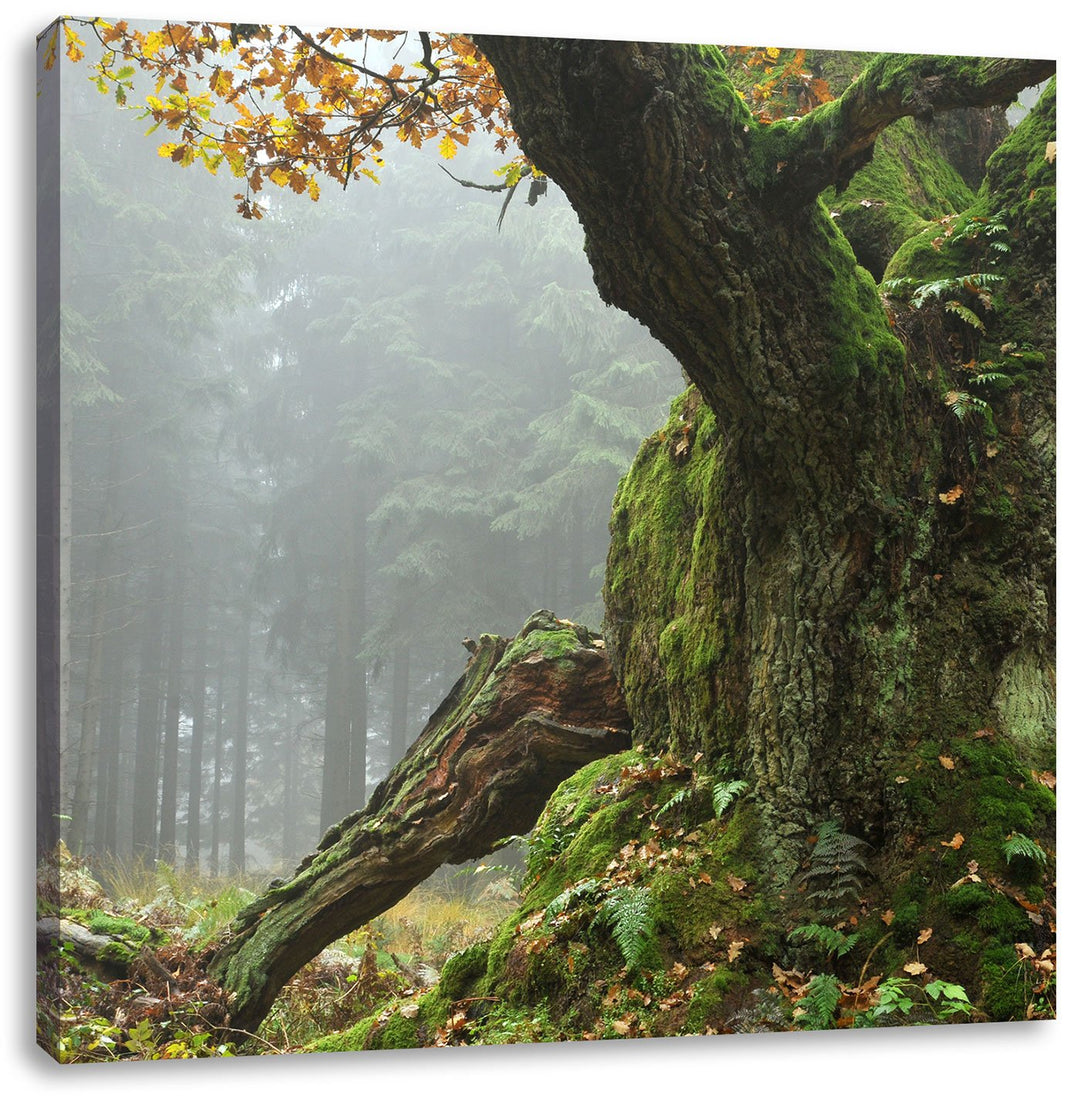 Pixxprint Dicker Baum im Wald im Moos / 70x70cm Leinwandbild bespannt auf Holzrahmen/Wandbild Kunstd