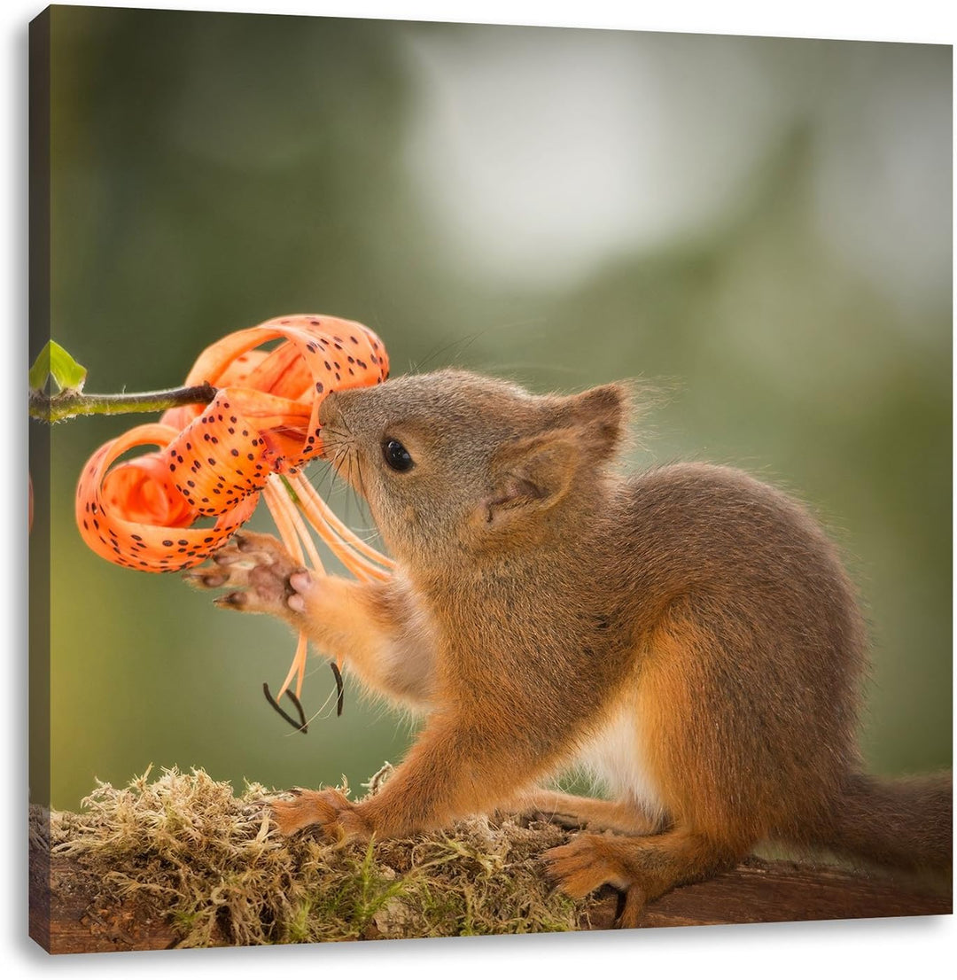 Pixxprint süsses Eichhörnchen riecht an Einer Blume, Format: 70x70 auf Leinwand, 70x70