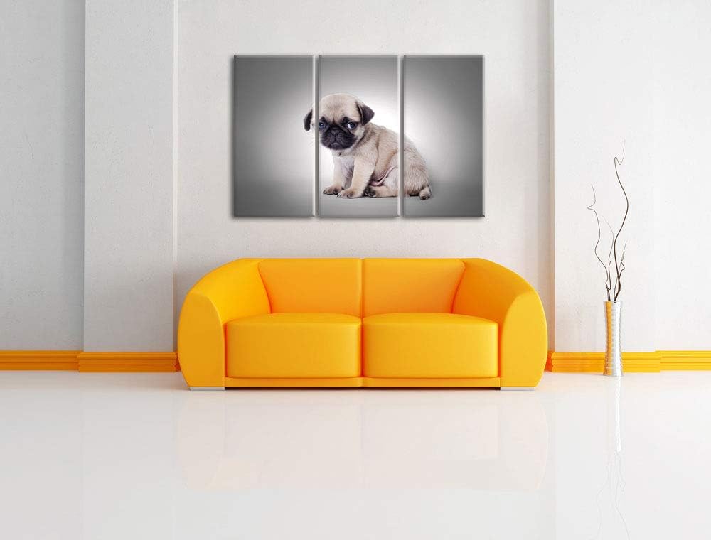 sitzender Mopswelpe vor grauem Hintergrund schwarz/weiss 3-Teiler Leinwandbild 120x80 Bild auf Leinw