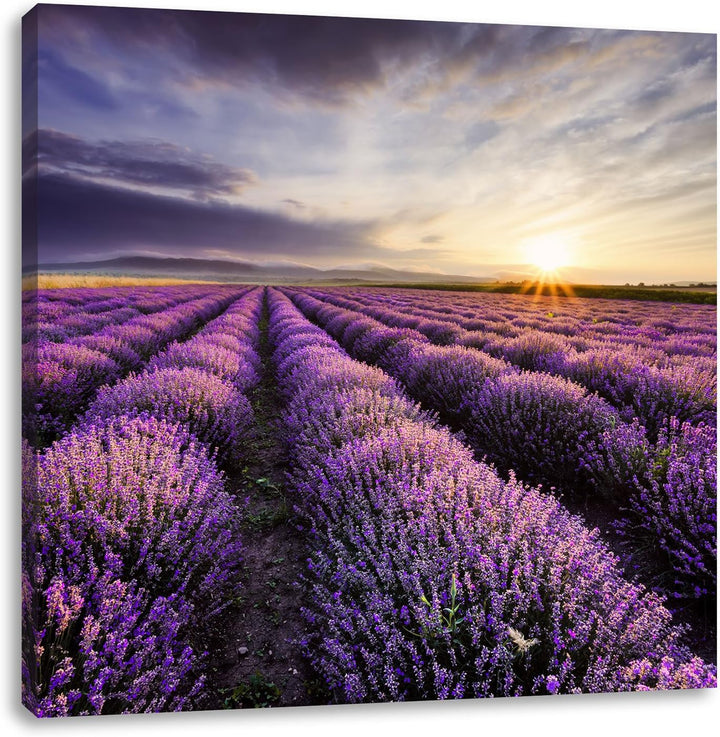 Pixxprint Traumhafte Lavendel Provence als Leinwandbild/Grösse: 70x70 cm/Wandbild/Kunstdruck/fertig