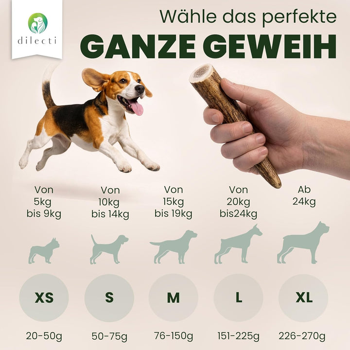Hirschgeweih für Hunde - Die Robuste Geweihstange als Kauspielzeug. EIN Widerstandsfähiger Kauknoche