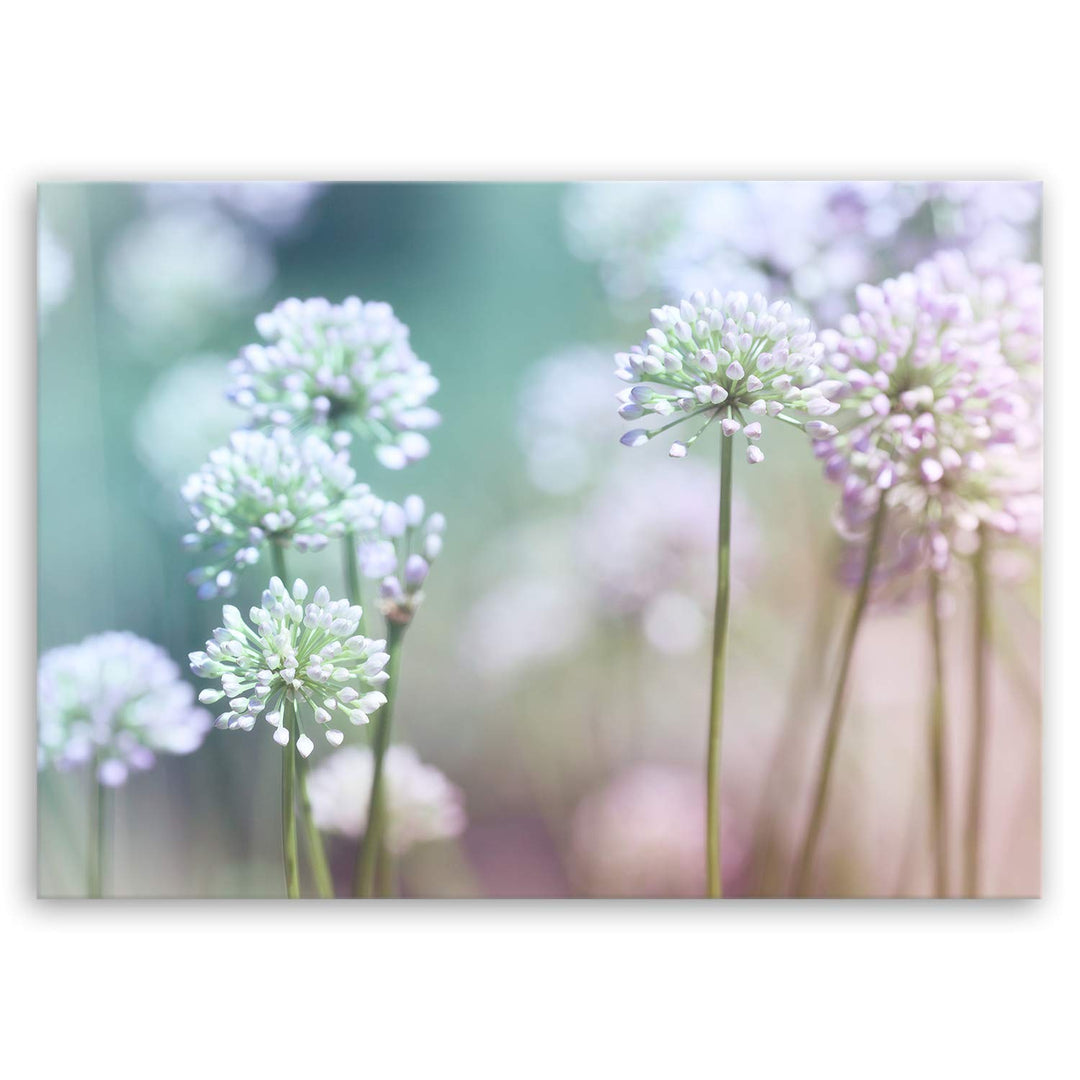 ge Bildet Bild auf Leinwand | Flowering Onion in 70x50 cm als Wandbild | Wand-deko Dekoration Wohnun