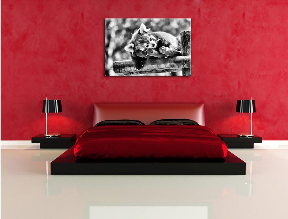 Pixxprint Kleiner Panda träumt als Leinwandbild/Grösse: 100x70 cm/Wandbild/Kunstdruck/fertig bespann