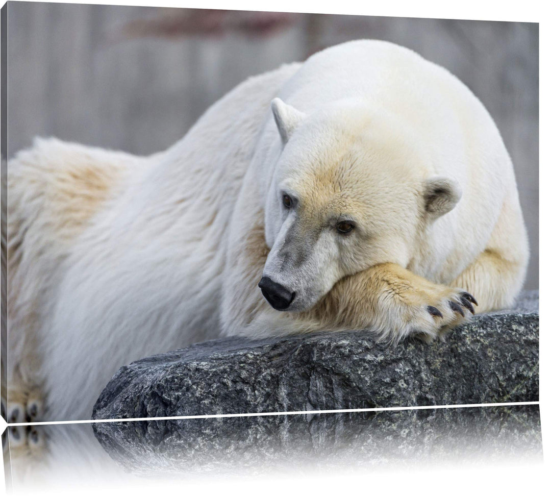 Pixxprint schlafender Eisbär auf Leinwand, XXL riesige Bilder fertig gerahmt mit Keilrahmen, Kunstdr