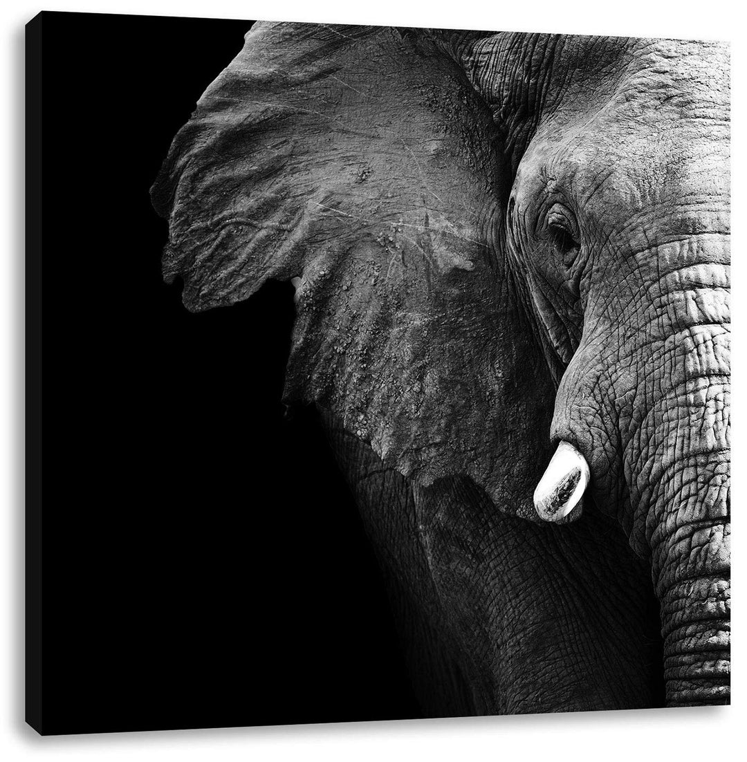 Pixxprint Elefant Porträt, Format: 70x70 auf Leinwand, XXL riesige Bilder fertig gerahmt mit Keilrah