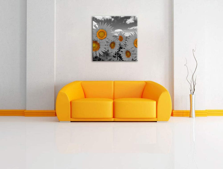 Pixxprint Tolles Sonnenblumenfeld als Leinwandbild Quadratisch/Grösse: 70x70 / Wandbild/Kunstdruck/f