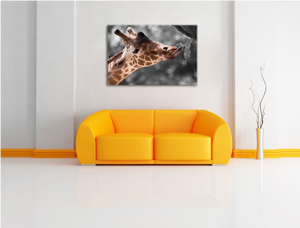 Hungrige Giraffe mit Zweig schwarz/weiss Format: 100x70 auf Leinwand, XXL riesige Bilder fertig gera