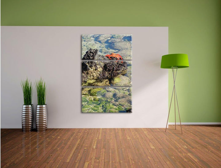 Pixxprint rote Krabbe auf Stein als Leinwandbild/Grösse: 3 Teilig (120x80) cm/Wandbild/Kunstdruck/fe