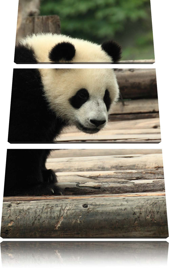 Pixxprint Panda auf Holzstämmen als Leinwandbild/Grösse: 3 Teilig (120x80) cm/Wandbild/Kunstdruck/fe