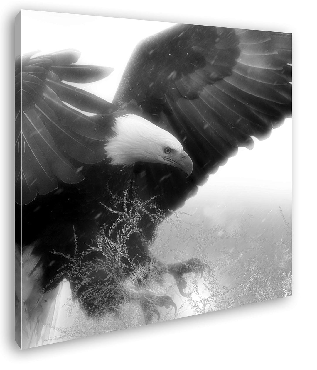 deyoli edler Adler im Sturzflug Format: 70x70 Effekt: Schwarz&Weiss als Leinwandbild, Motiv fertig g