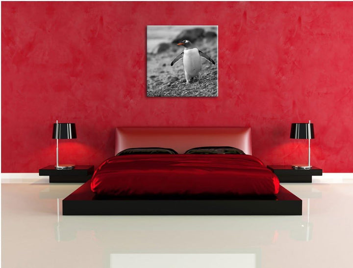 süsser Pinguin am Steinstrand schwarz/weiss, Format: 70x70 auf Leinwand, 70x70