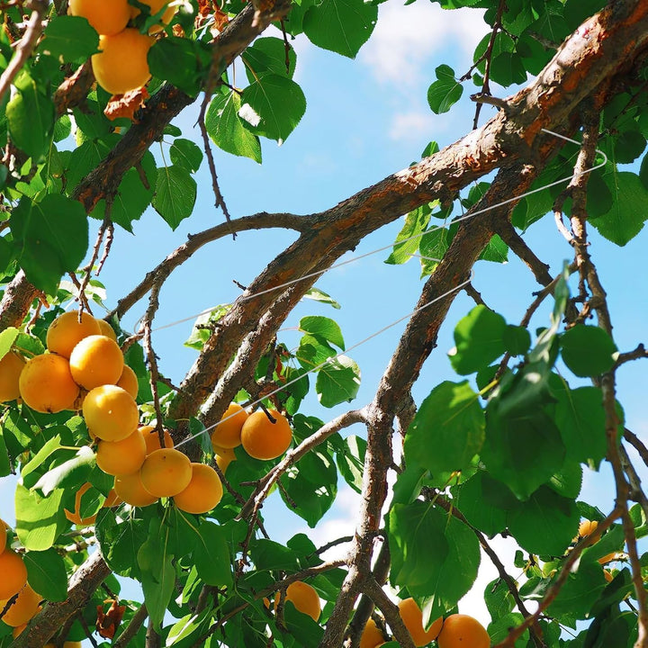 Gadpiparty 50 Stück Astspreizer für Obstbäume Gartenbau aus Verzinktem Stahl Aststütze für Birnen Ki