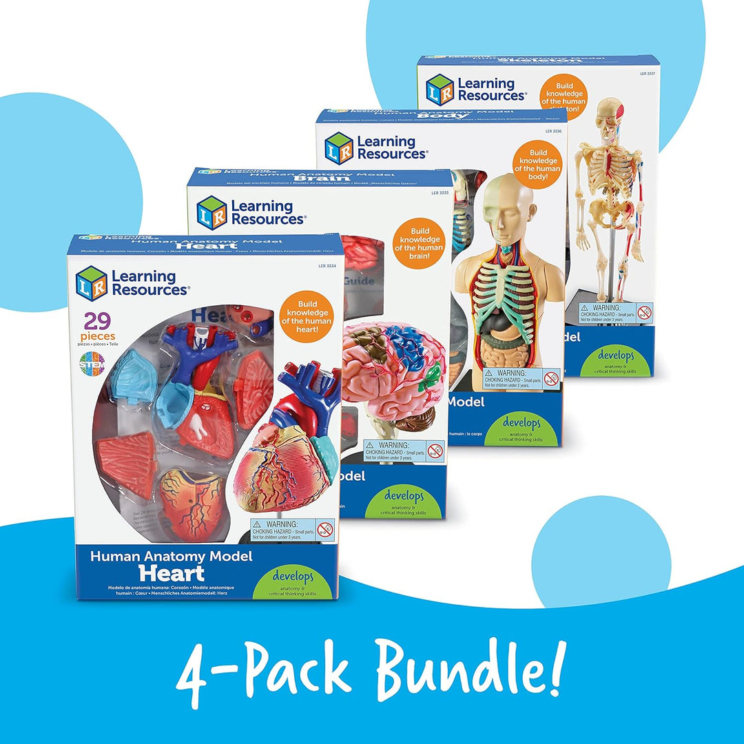 Learning Resources Anatomiemodell-Set