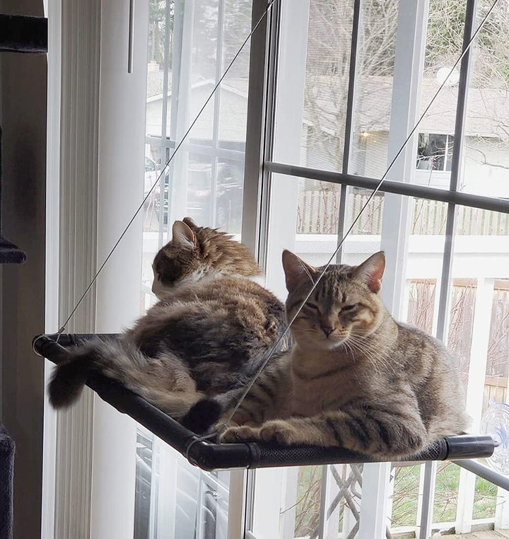 Dracarys Katzen hängematte Fenster | für grosse Katzen bis 20 kg | Verstärkte Katzenhängematte mit s