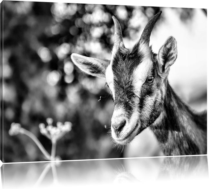 Pixxprint Niedliche Ziege / 100x70cm Leinwandbild bespannt auf Holzrahmen/Wandbild Kunstdruck Dekora