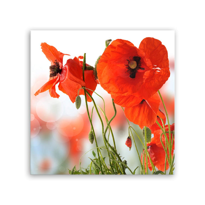 ge Bildet Bild auf Leinwand | Pflanzen Bilder - Mohn - Blumen Rot Natur in 50x50 cm als Wandbild | W