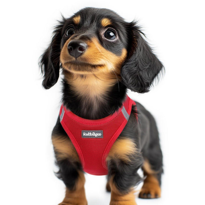 rabbitgoo Hundegeschirr Kleine Hunde, Step-in Weiches Mesh, Rot | Einfach anzulegen, Atmungsaktiv &amp;