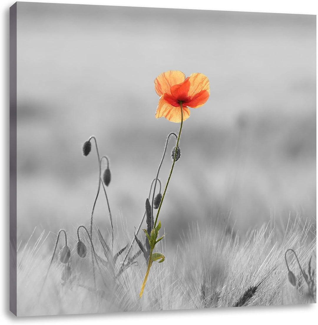 Pixxprint Rote Mohnblume im Feld als Leinwandbild/Grösse: 70x70 cm/Wandbild/Kunstdruck/fertig bespan