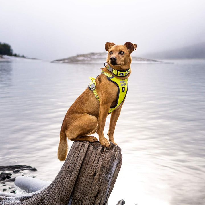 Hurtta Weekend Warrior Hundegeschirr für Grosse Hunde, Neon Gelb 80-100 cm Neon Lemon 32-39 in, Neon