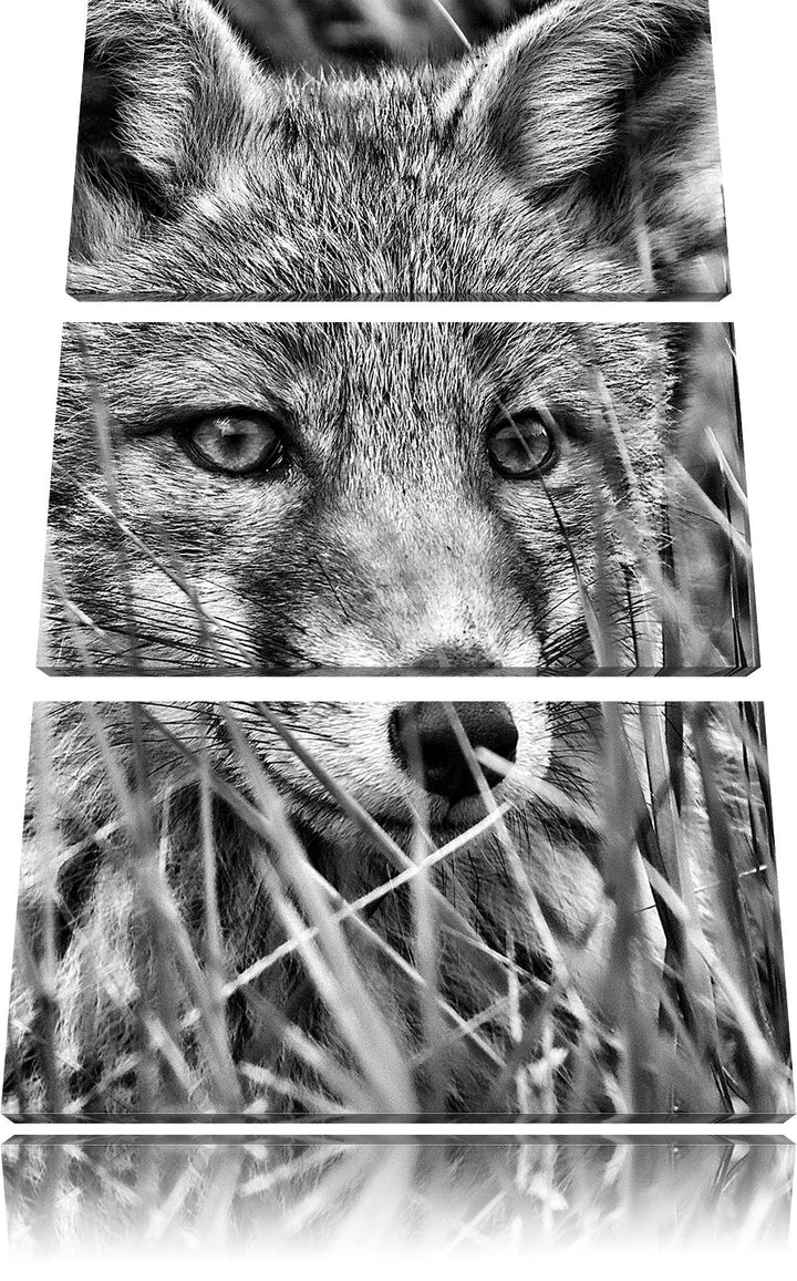 Pixxprint Monocrome, junger Fuchs auf Wiese 3-Teiler Leinwandbild 120x80 Bild auf Leinwand
