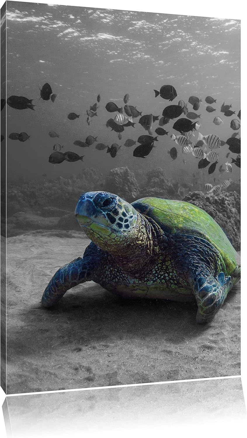 Pixxprint Schildkröte im Ozean schwarz/weiss als Leinwandbild/Grösse: 100x70 / Wandbild/Kunstdruck/f