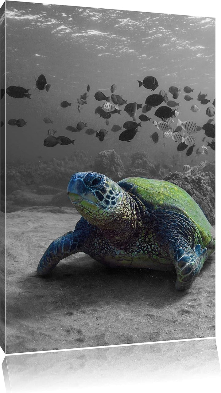 Pixxprint Schildkröte im Ozean schwarz/weiss als Leinwandbild/Grösse: 100x70 / Wandbild/Kunstdruck/f