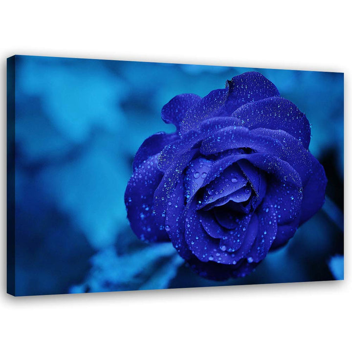 Feeby Leinwandbild Rose Bild Kunstdruck für Wohnzimmer Blau 70x50 cm M14575 70x50 cm, M14575 70x50 c