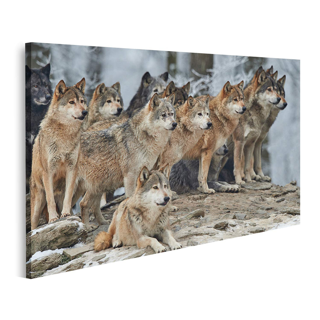 islandburner Bild auf Leinwand Rudel Wölfe Schnee Bilder Wandbilder Poster Leinwand 100x57cm, Leinwa