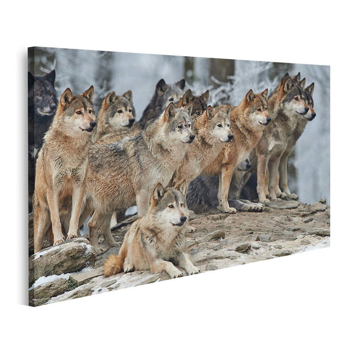 islandburner Bild auf Leinwand Rudel Wölfe Schnee Bilder Wandbilder Poster Leinwand 100x57cm, Leinwa