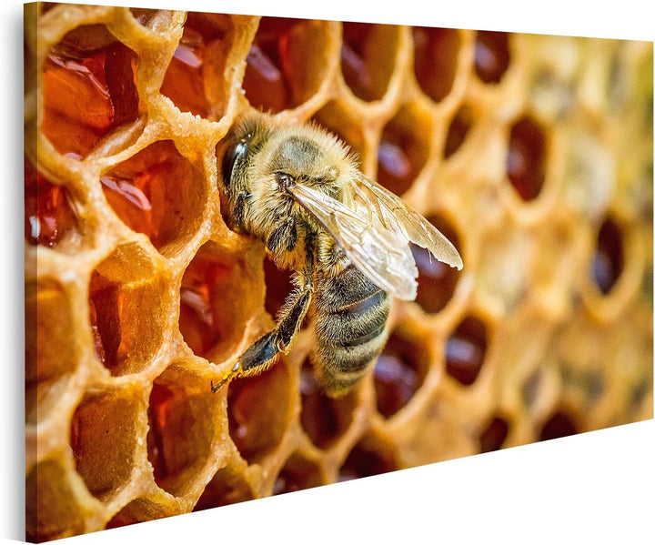 islandburner Bild auf Leinwand Bienen In Einem Bienen Auf Einer Honigwabe Bilder Wandbilder Poster L