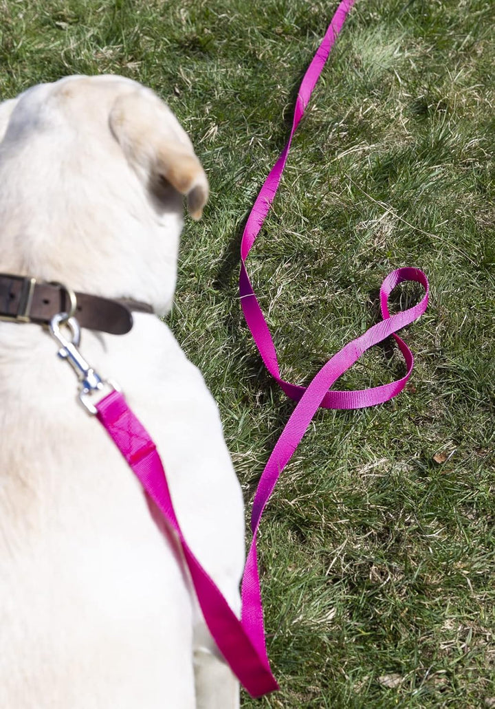 15 m lange Leine für Hunde und Pferde 25 mm breit sehr stark 50ft/15m Gelb, 50ft/15m Gelb