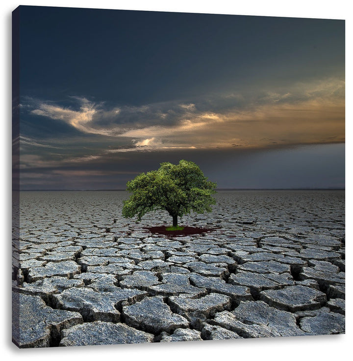Pixxprint Der letzte Baum im ausgetrockneten Boden, Format: 70x70 auf Leinwand, 70x70