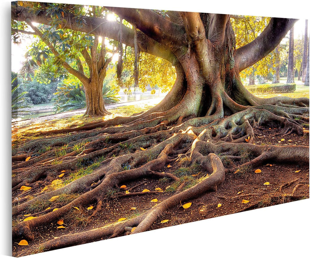 islandburner Bild auf Leinwand Hundertjähriger Baum Bilder Wandbilder Poster Leinwand 80x40cm, Leinw