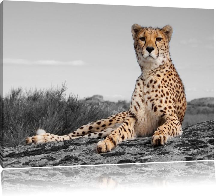 prächtiger Gepard in Savanne schwarz/weiss Format: 100x70 auf Leinwand, XXL riesige Bilder fertig ge
