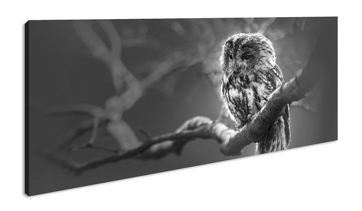deyoli Lauernde Eule Panorama 120x60 cm Effekt: Schwarz/Weiss als Leinwandbild, Motiv fertig gerahmt