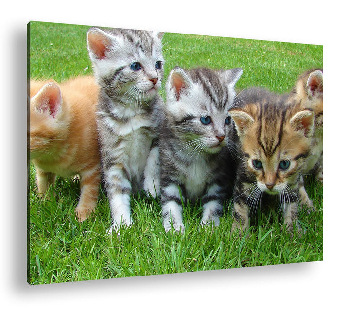niedliche Katzenbabys auf der Wiese im Format: 100x70 als Leinwandbild, Motiv fertig gerahmt auf Ech