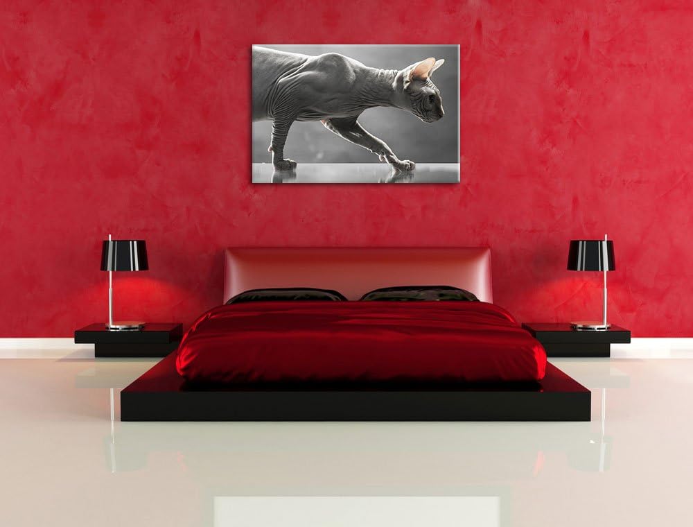 Einzigartige Sphynx Katze, Format: 100x70 auf Leinwand, XXL riesige Bilder fertig gerahmt mit Keilra