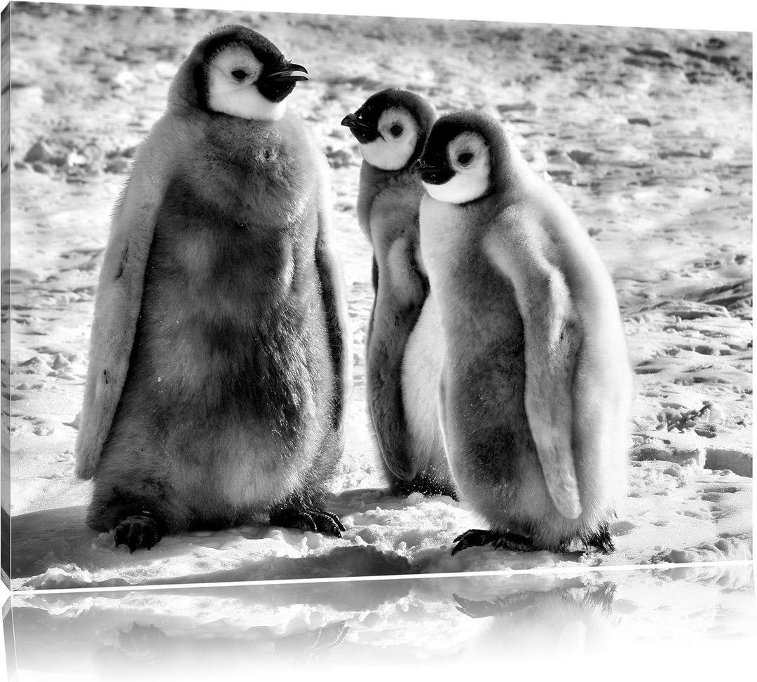 Pixxprint DREI Kaiserpinguinküken/Format: 100x70cm / Leinwandbild fertig bespannt Wandbild Kunstdruc