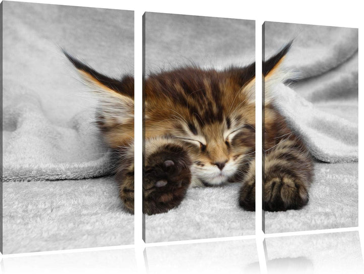 Pixxprint schlafende Katze mit grossen Ohren als Leinwandbild | Grösse: 3 Teilig (120x80) | Wandbild