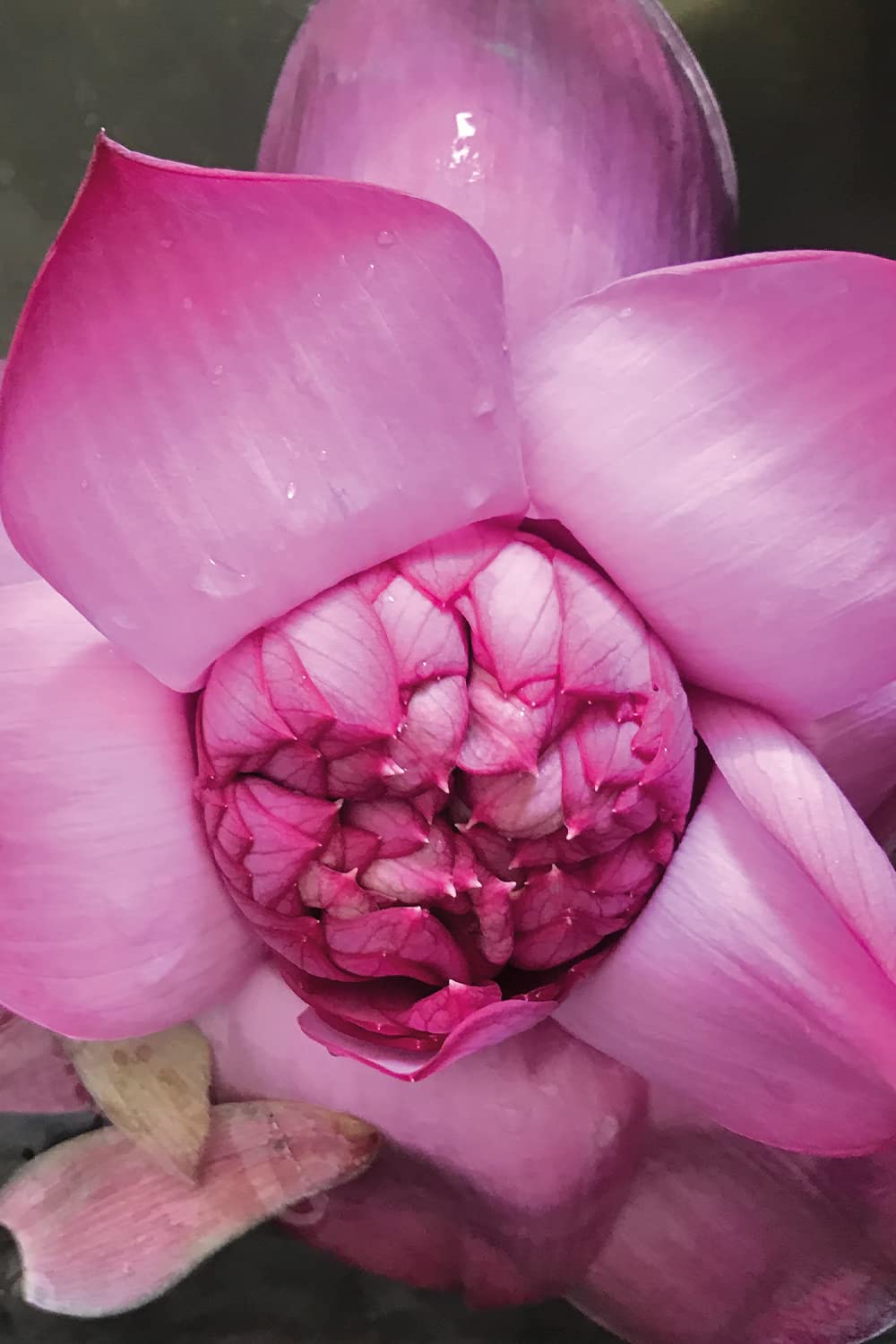 khadi PINK LOTUS BEAUTY Ayurvedisches Elixier Skin & Soul Oil, Harmonisierendes Sinnes-Öl, ausgleich