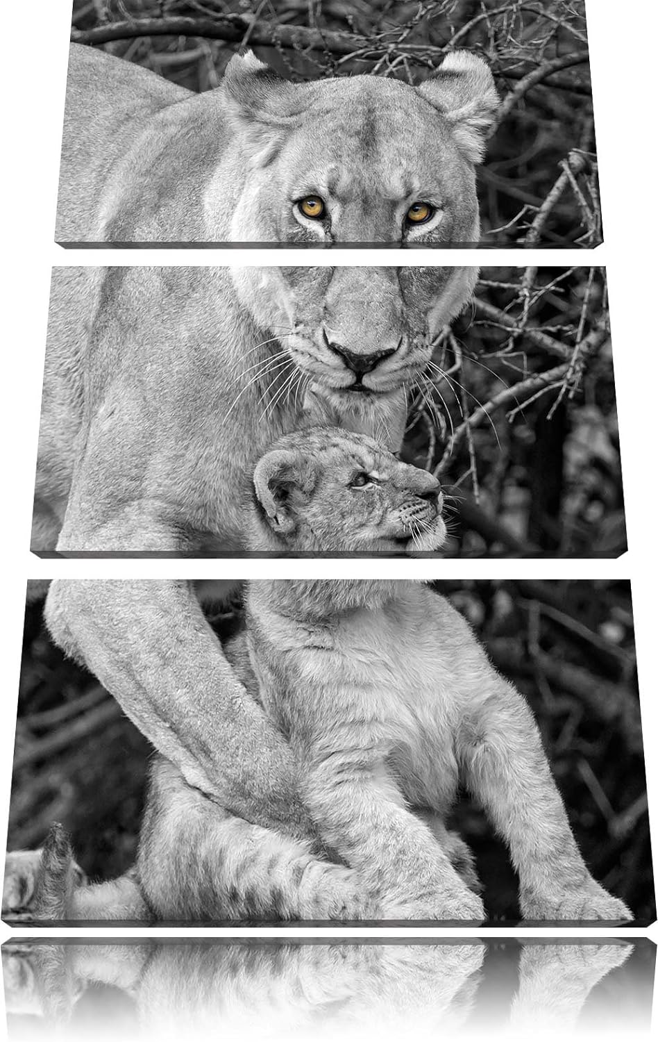 Pixxprint liebevolle Löwin spielt mit Jungtier schwarz/weiss 3-Teiler Leinwandbild 120x80 Bild auf L