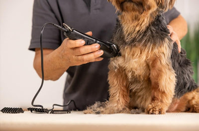 Moser Haarschneidemaschine Tier 1400 schwarz mit Hansgrohe DogShower schwarz Hunde Moser 1400 Tierha