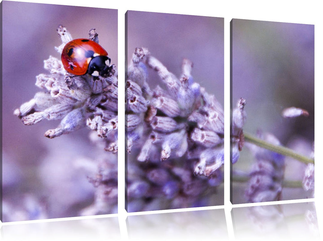 Pixxprint Kleiner Marienkäfer auf Lavendel als Leinwandbild/Grösse: 3Teilig (120x80) / Wandbild/Kuns