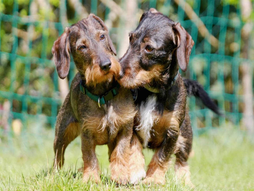 CALVENDO Puzzle Dackelfreundschaft 1000 Teile Lege-Grösse 64 x 48 cm Foto-Puzzle Bild von Barbara Mi