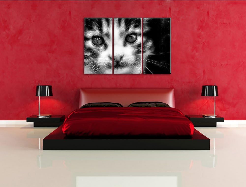 Pixxprint süsses junges Kätzchen als Leinwandbild/Grösse: 3 Teilig (120x80) cm/Wandbild/Kunstdruck/f
