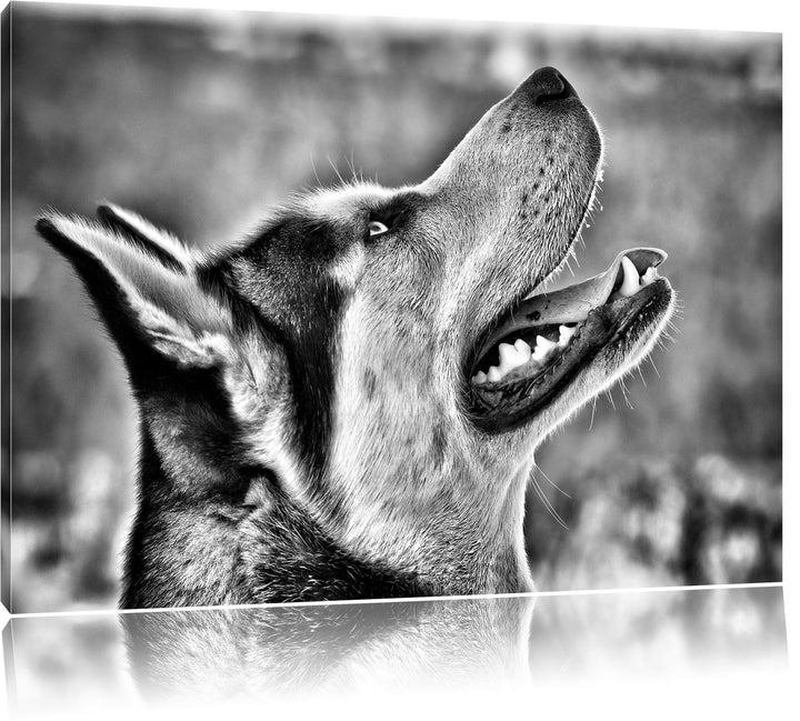 Pixxprint Husky von der Seite / 100x70cm Leinwandbild bespannt auf Holzrahmen/Wandbild Kunstdruck De