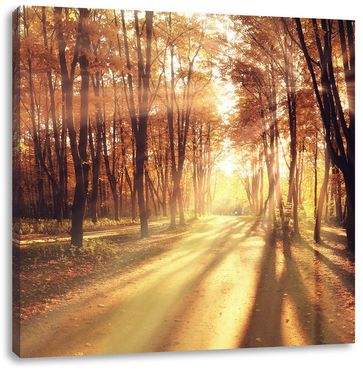 Baumallee im Herbst, Format: 70x70 auf Leinwand, XXL riesige Bilder fertig gerahmt mit Keilrahmen, K